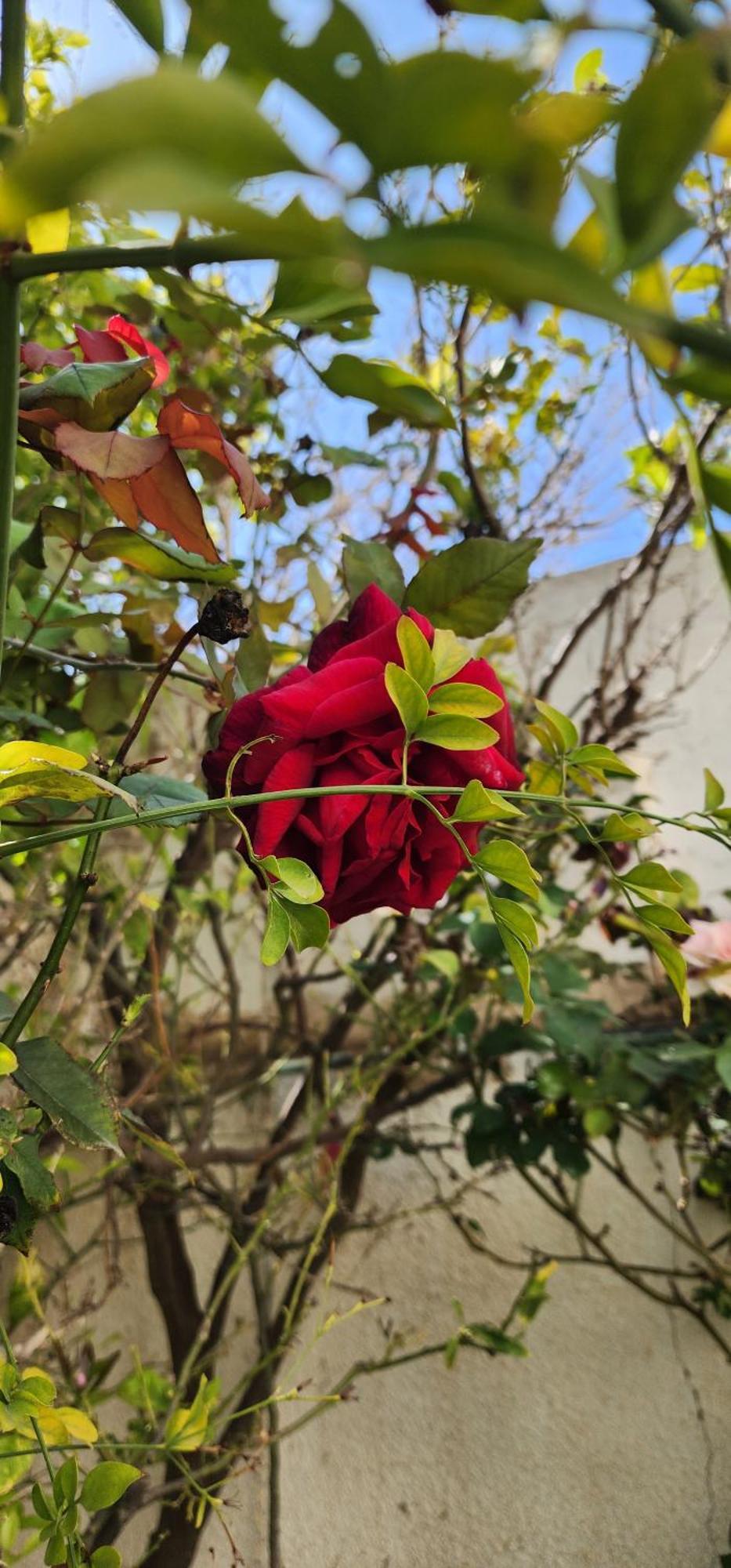 Duplex Bien Equipe Securise Avec Jardin Et Veranda المرسى المظهر الخارجي الصورة